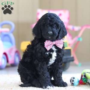 Duncan, Newfypoo Puppy